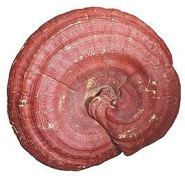 动作ARPG《绯红结系》 开启免费周末活动